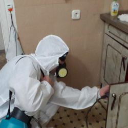 Дезинфекция от муравьев в квартире в Новокубанске